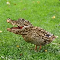 Crocoduck Crocodile head on a duck's body