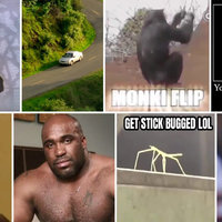 Bait-and-switch Media Eight different bait and switch videos and photos from the internet, such as Rickroll, Monki Flip and more.