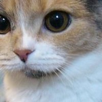 Peter the Cat (The King of /b/)