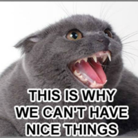 This Is Why We Can't Have Nice Things Grey cat growling "this is why we can't have nice things"