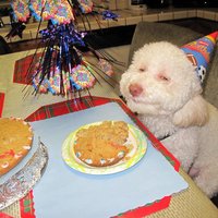 Birthday Dog Birthday Dog
