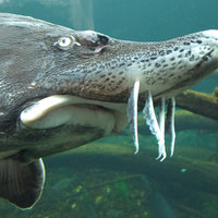 Sturgeon Face