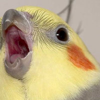 Shock Sites small bird screaming