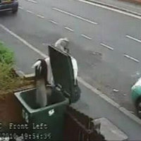 Mary Bale (Woman dumped cat in wheelie bin) Mary Bale (Woman dumped cat in wheelie bin)