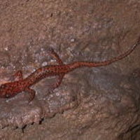 Go Jump in a Goddamn Volcano, You Fucking Cave Newt