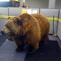 Office Grizzly
