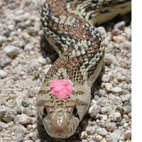 Pennsylvania Gum Snake