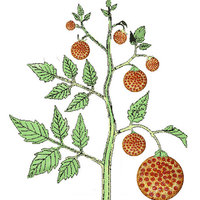 Pizza is a Vegetable Pizza is a Vegetable