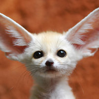 Cute fennec fox with big ears