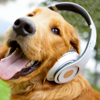 Dogs Dogs | Cute golden retriever panting lovingly with headphone on.