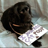 Dogshaming