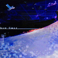 Snow Goose Snow Goose