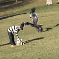 Golden Eagle Snatches Kid