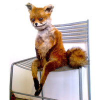 Stoned Fox (Упоротая лиса) Taxidermy fox meme.