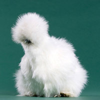 Peyton's Fluffy Chicken Peyton's Fluffy Chicken