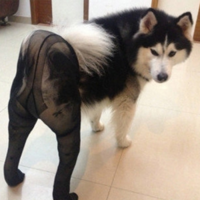 Dogs Wearing Pantyhose