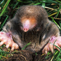 The Hey Here I Am Mole