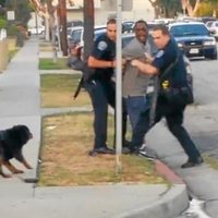 Hawthorne Dog Police Shooting Hawthorne Dog Police Shooting