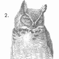 How To Draw an Owl
