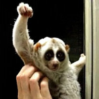 Slow Loris' Victory Pose with UC