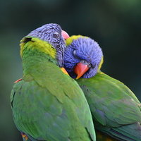 Parrots