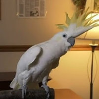 Snowball the Cockatoo