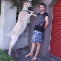 Gary the Goat Gary the Goat