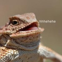 Laughing Lizard / hhhehehe Laughing Lizard / hhhehehe