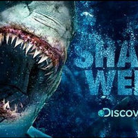 Shark Week Shark Week