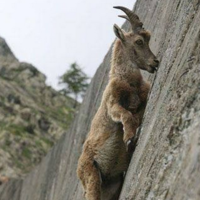 I Crave That Mineral