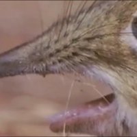 Take A Closer Look At That Snout