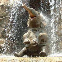 baby elephant playing in waterfall