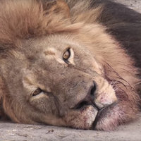 Cecil the Lion's Death Cecil the Lion's Death