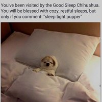 Sleep Tight Pupper Sleep Tight Pupper