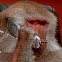 Getty Images Baboons Getty Images Baboons