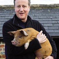 PigGate / Hameron