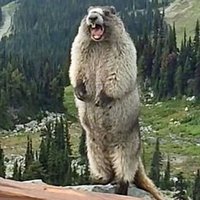 Screaming Marmot