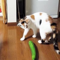 Cats vs. Cucumbers