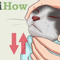 wikihow memes