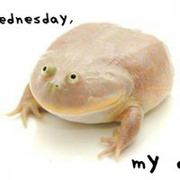 It Is Wednesday My Dudes It Is Wednesday My Dudes frog meme.