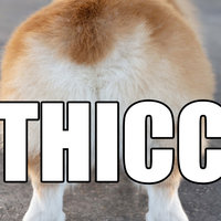 Thicc