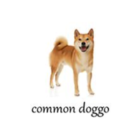 Doggo Doggo