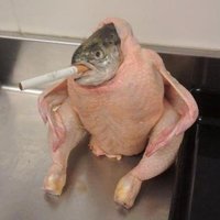 Fish Chicken Smoking a Cigarette Fish Chicken Smoking a Cigarette