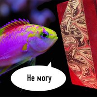 Fish Are Trying to Read