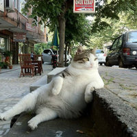 Tombili / Chill Cat