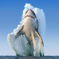 National Geographic Great White Shark Photo