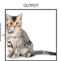 Edges2Cats