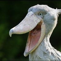 Shoebill Stork
