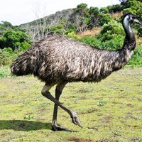 Emu War