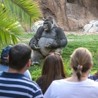 TED Talk Gorilla